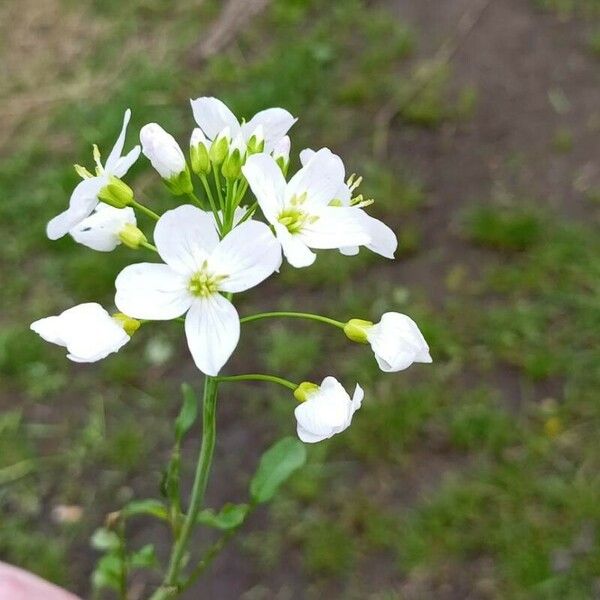 Cardamine amara 花