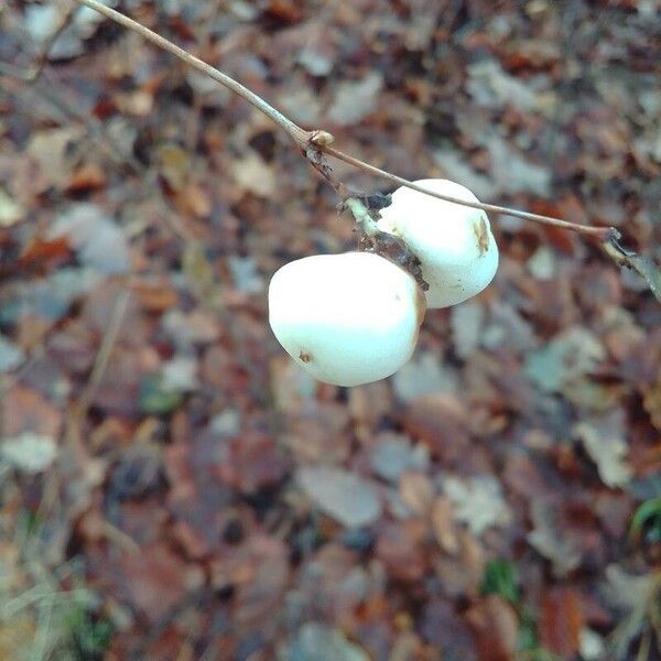 Symphoricarpos albus Fruit