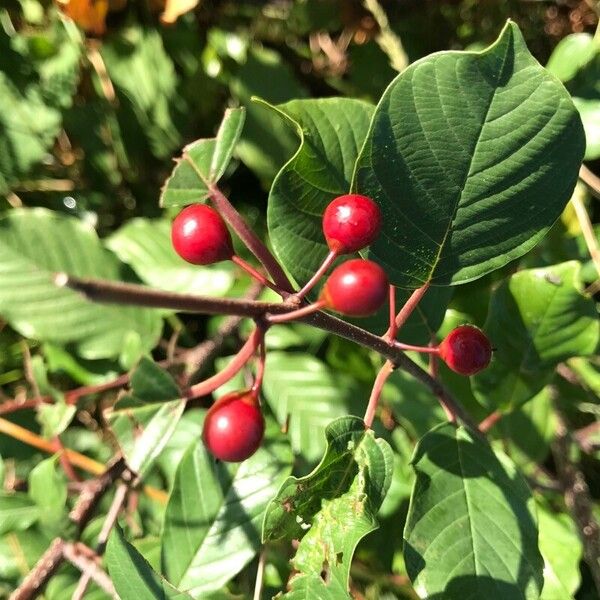 Frangula alnus Blüte