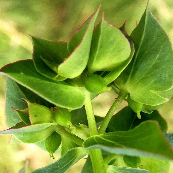 Euphorbia falcata Fruct