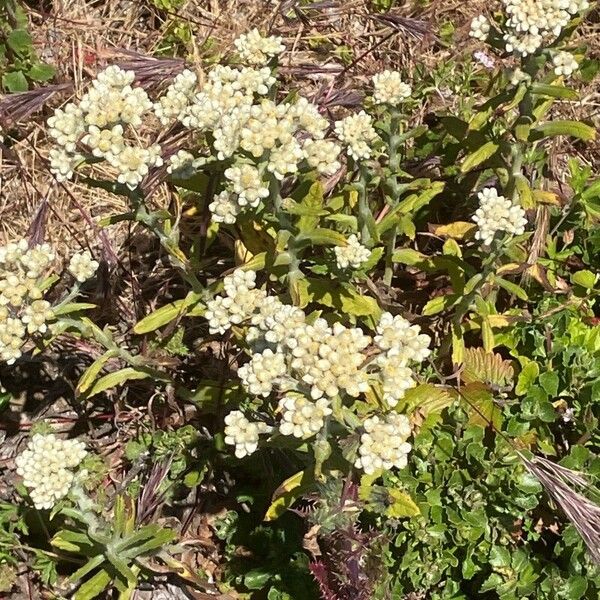 Pseudognaphalium californicum Flor