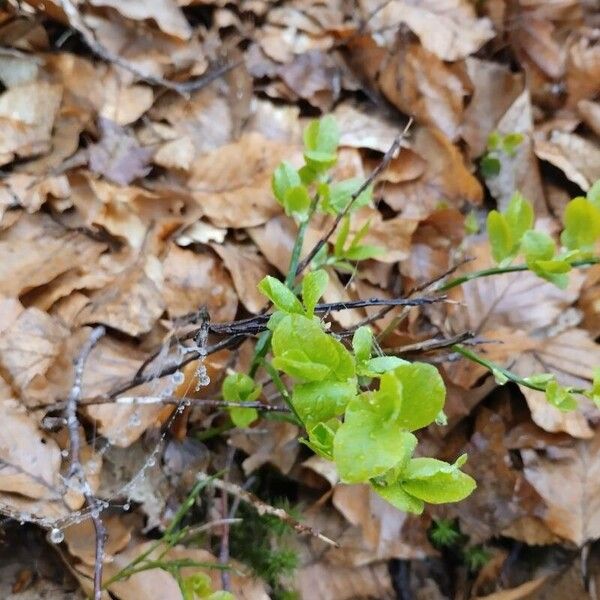 Vaccinium myrtillus Blatt