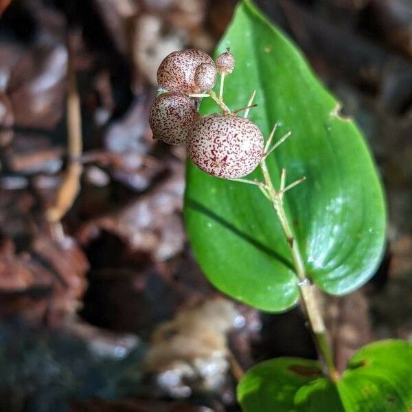 Maianthemum canadense Плод