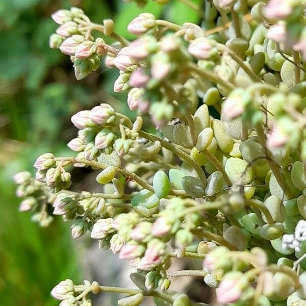 Sedum dasyphyllum Virág