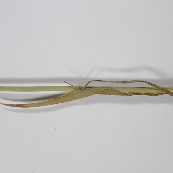 Carex atrofusca Ліст