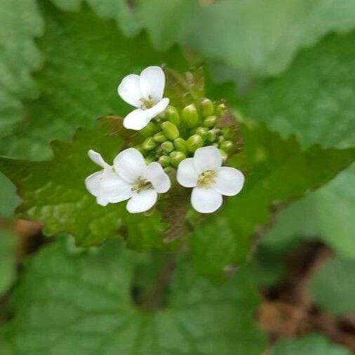 Alliaria petiolata Flors