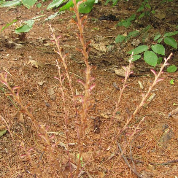 Epifagus virginiana Habit