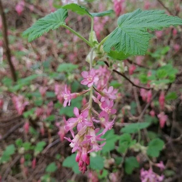 Ribes sanguineum പുഷ്പം