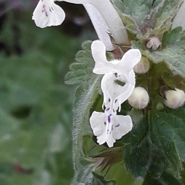 Lamium bifidum Blomma