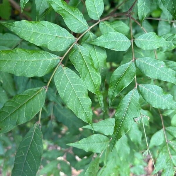 Pistacia chinensis برگ