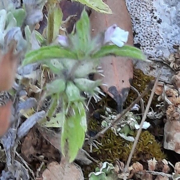 Sideritis romana Habitat