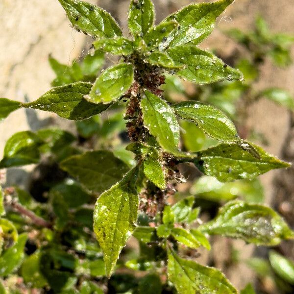 Parietaria judaica Habit