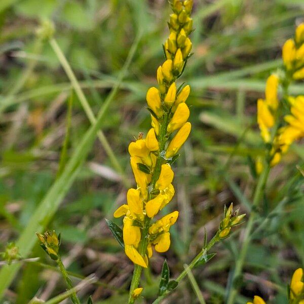 Genista tinctoria Flor