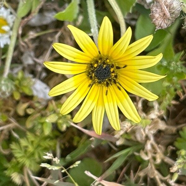 Arctotheca calendula Цвят