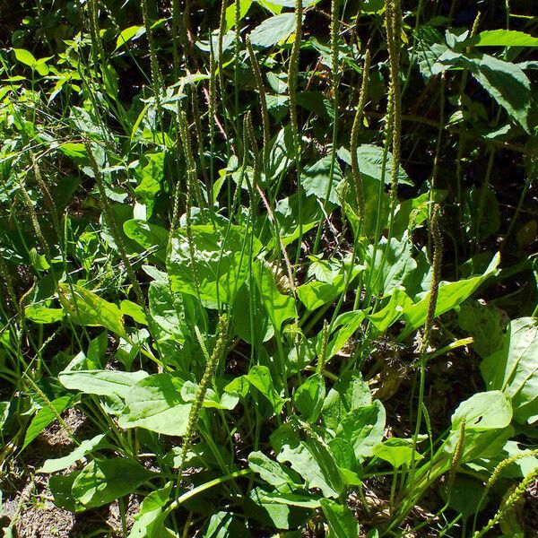 Plantago major Habitus