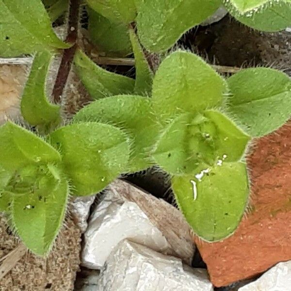 Cerastium glomeratum 葉