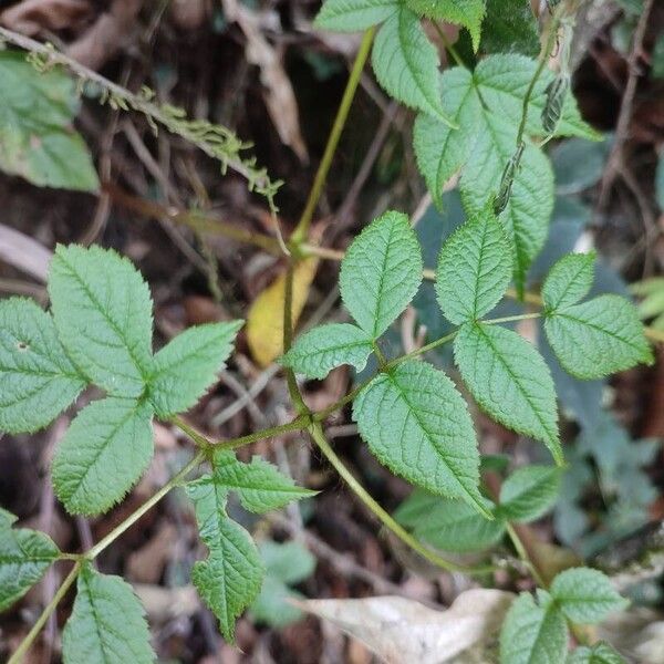 Astilbe rivularis Leht