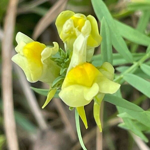 Linaria vulgaris പുഷ്പം