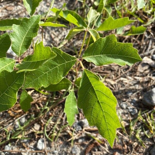 Toxicodendron pubescens Hoja