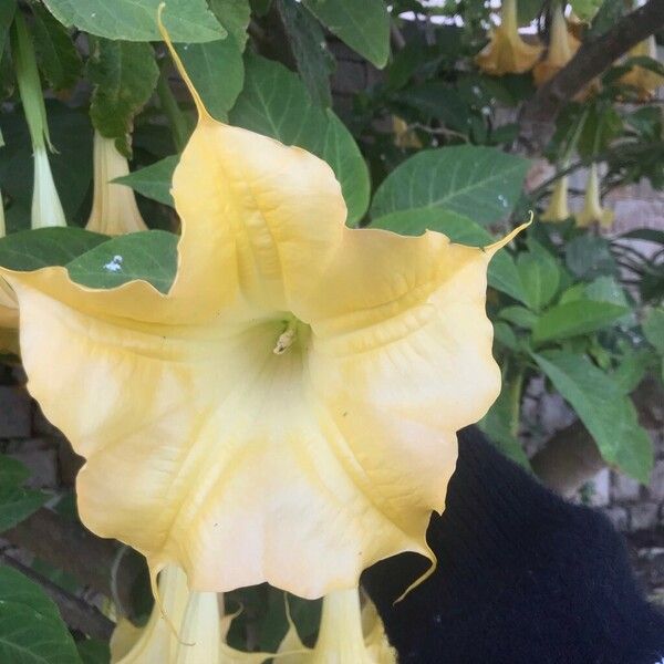 Brugmansia aurea Květ