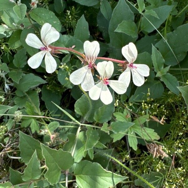 Pelargonium quinquelobatum फूल