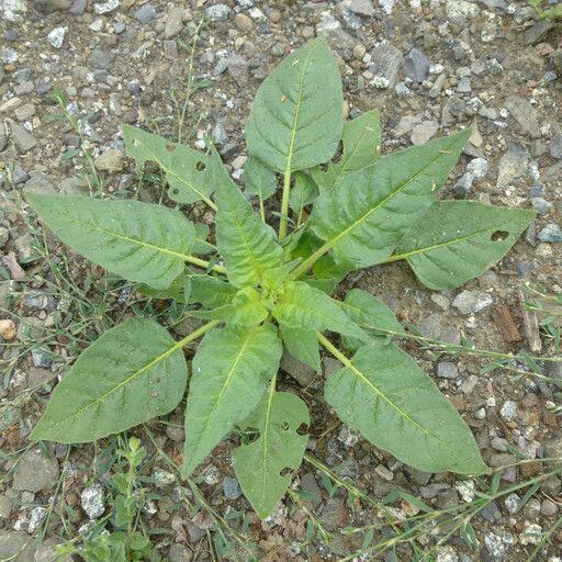 Nicotiana acuminata موطن