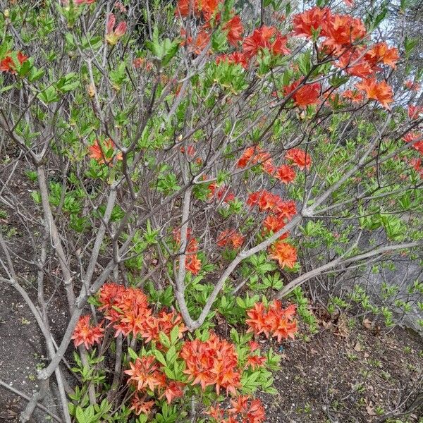 Rhododendron calendulaceum Habit