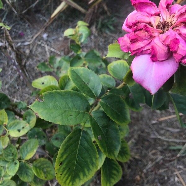 Rosa × odorata Feuille