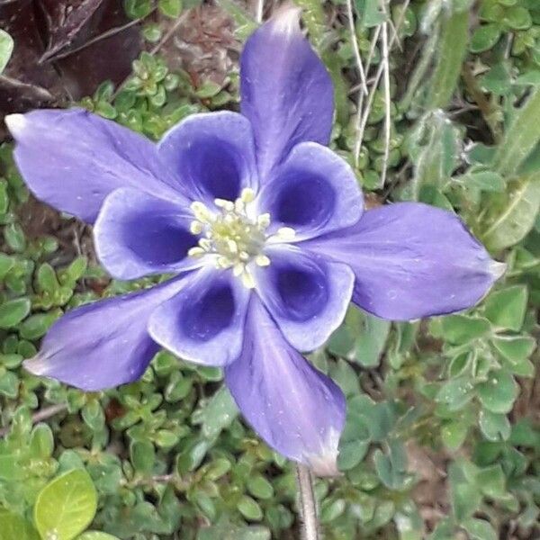 Aquilegia pyrenaica Flower