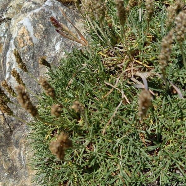 Plantago subulata Συνήθη χαρακτηριστικά