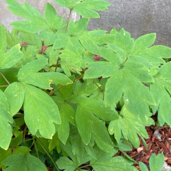 Lamprocapnos spectabilis Blad