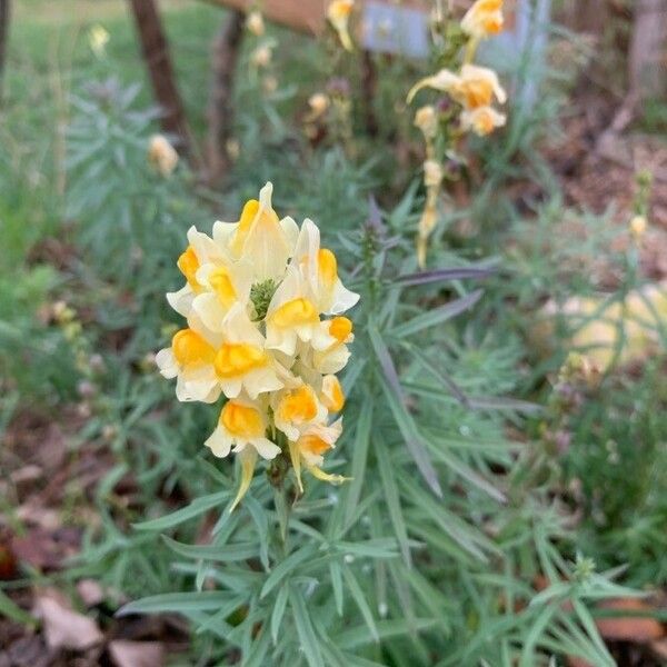 Linaria vulgaris Bloem