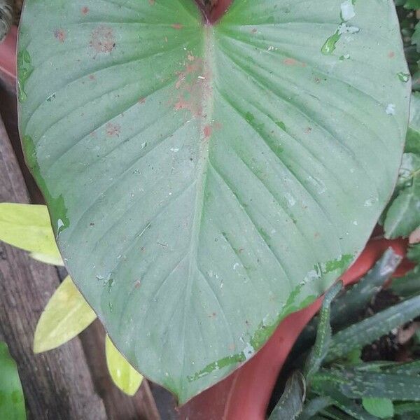 Homalomena rubescens Blad