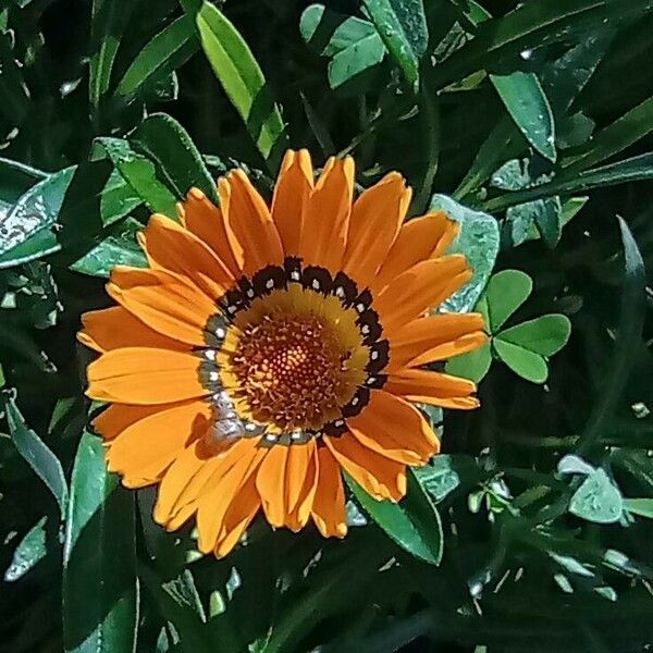 Gazania linearis Λουλούδι