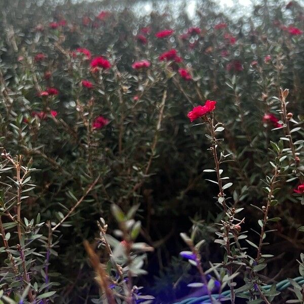 Leptospermum scoparium Flor