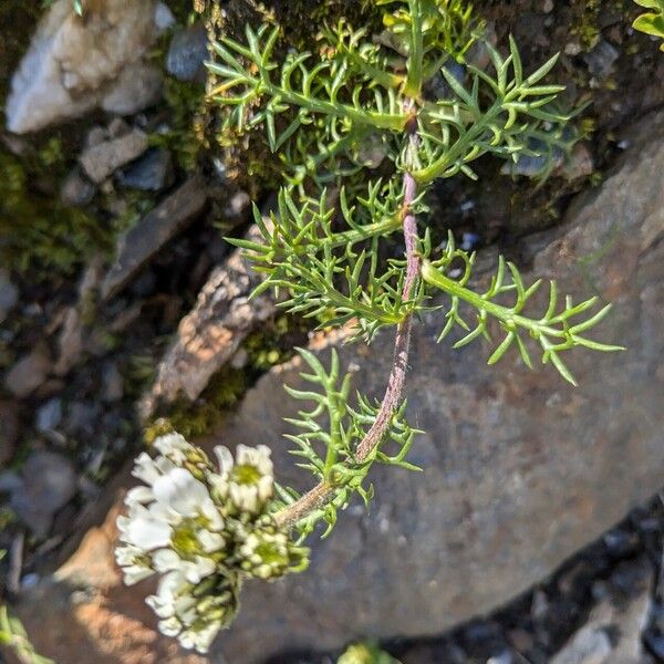 Achillea atrata 葉