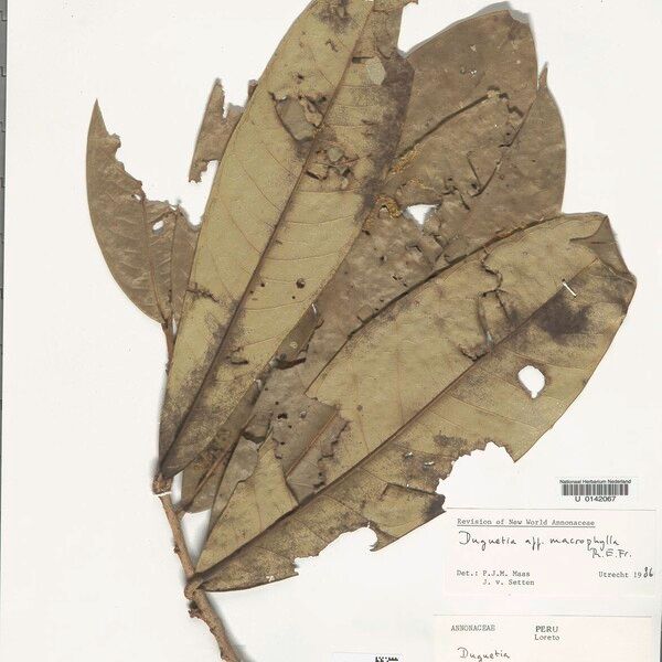 Duguetia macrophylla Fuelha