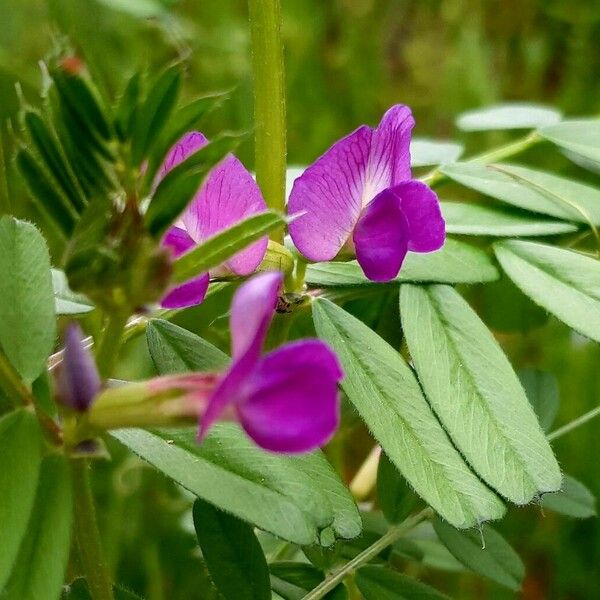 Vicia sativa Квітка