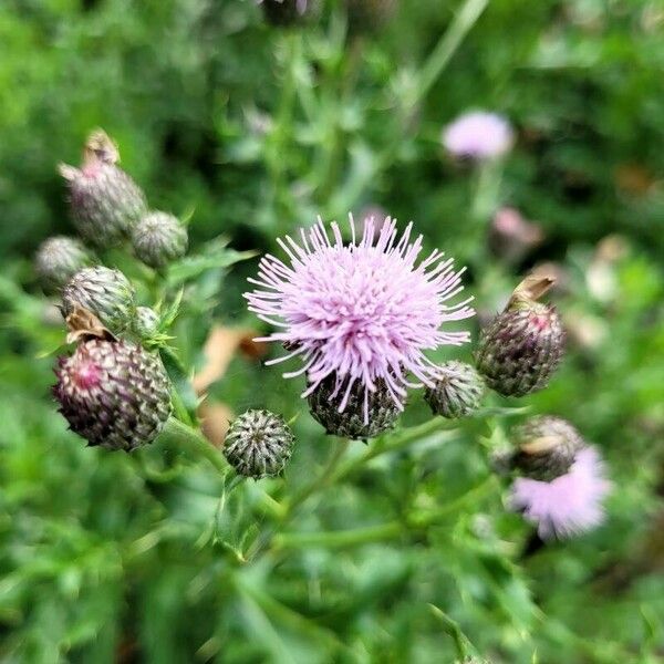 Cirsium arvense Fleur