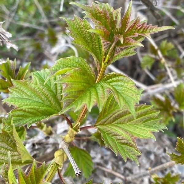 Viburnum sargentii Leaf