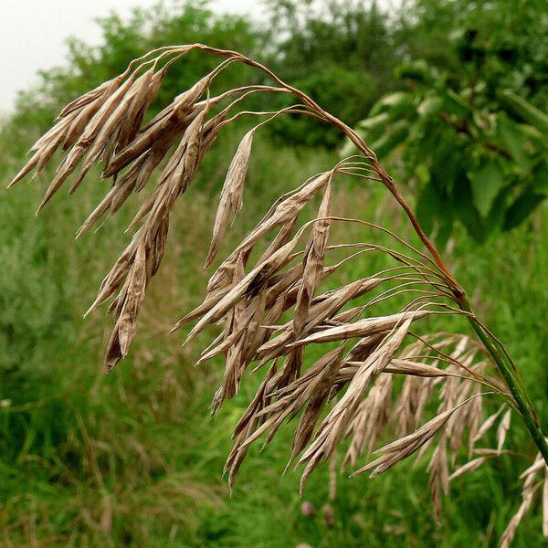 Bromus secalinus Flor