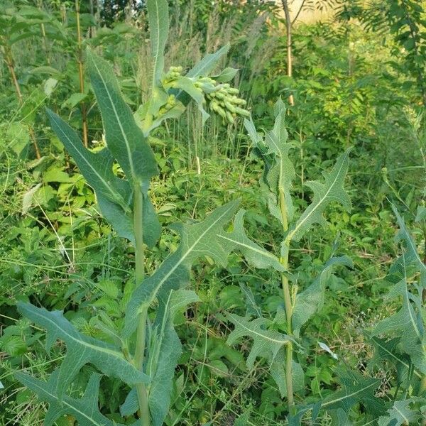 Lactuca serriola Листок