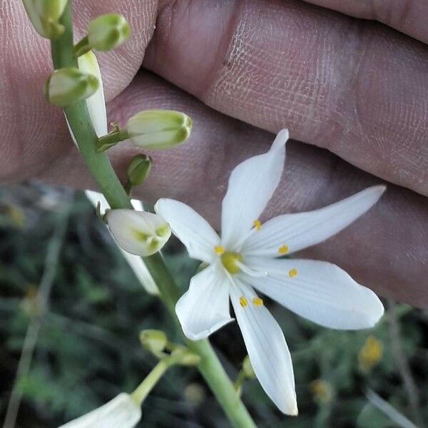 Anthericum liliago ফুল