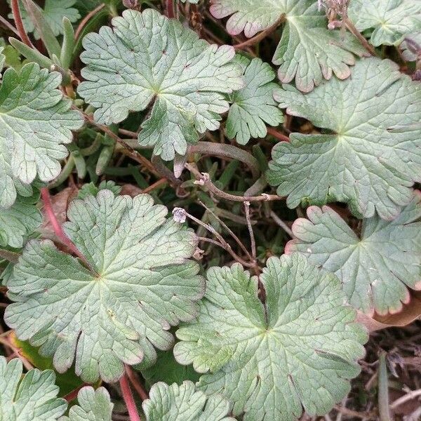 Geranium argenteum برگ