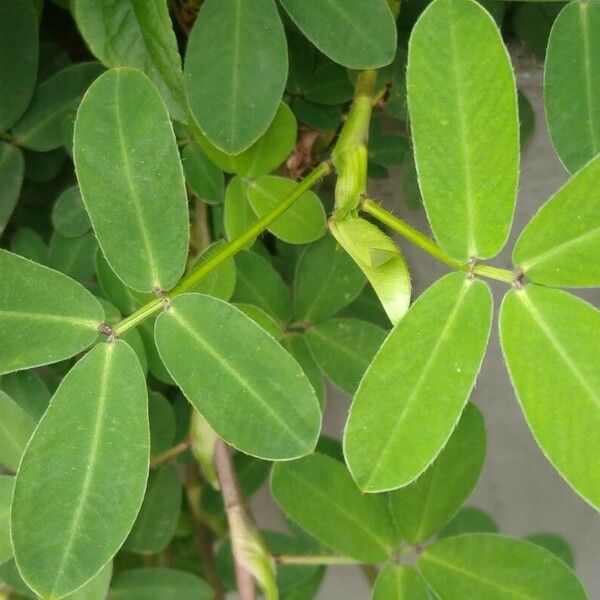 Arachis hypogaea Lapas