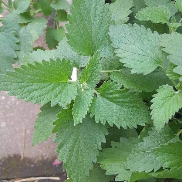 Nepeta cataria Blatt