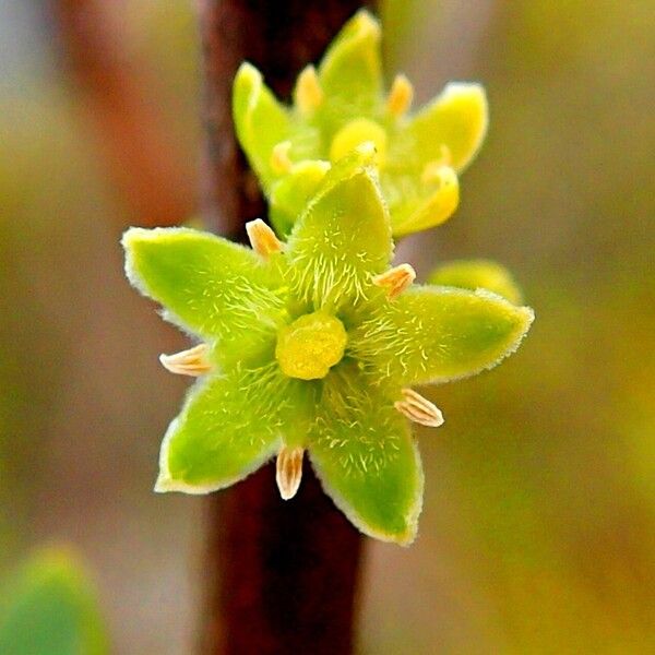 Geniostoma densiflorum ᱵᱟᱦᱟ