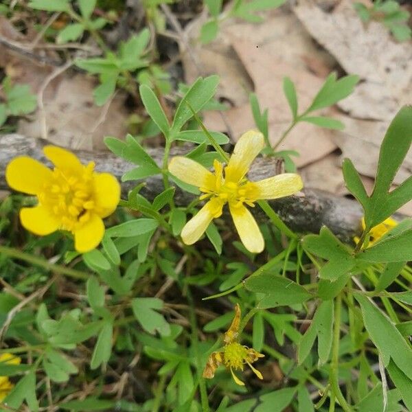 Ranunculus fascicularis Λουλούδι