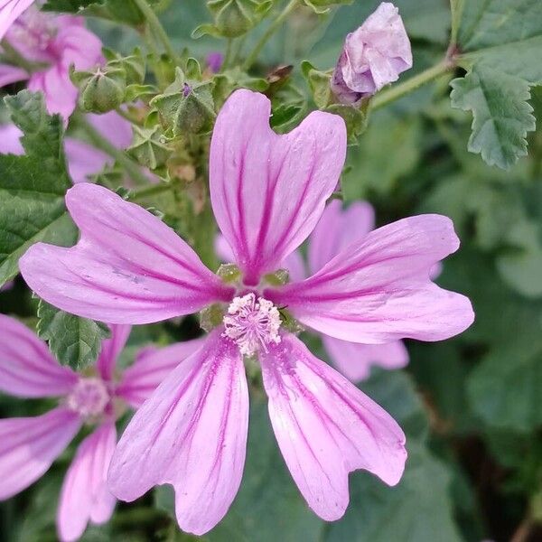 Malva sylvestris Flor