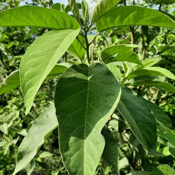 Solanum mauritianum Yaprak